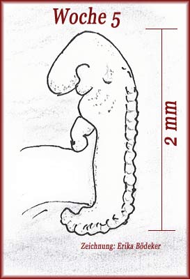 embryo woche 5